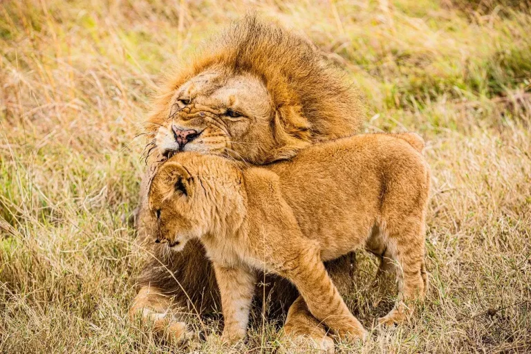 Masai mara kenya family safari holidays. Safari beach holidays Kenya. Lions in Masai Mara National Park