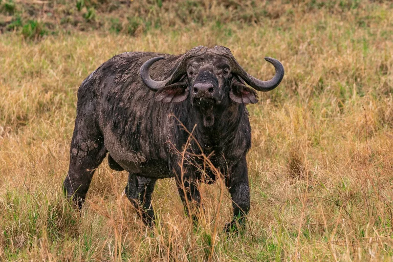 South Africa safari trip- a buffalo grazing in the savannah