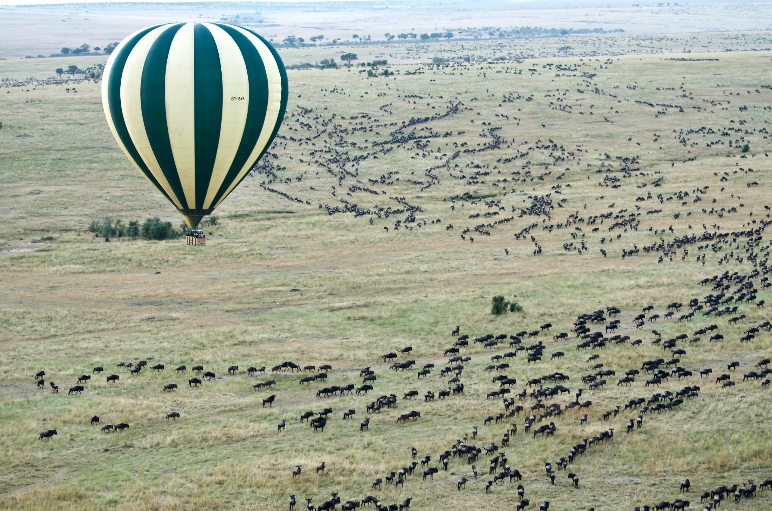 Masai mara wildebeest migration