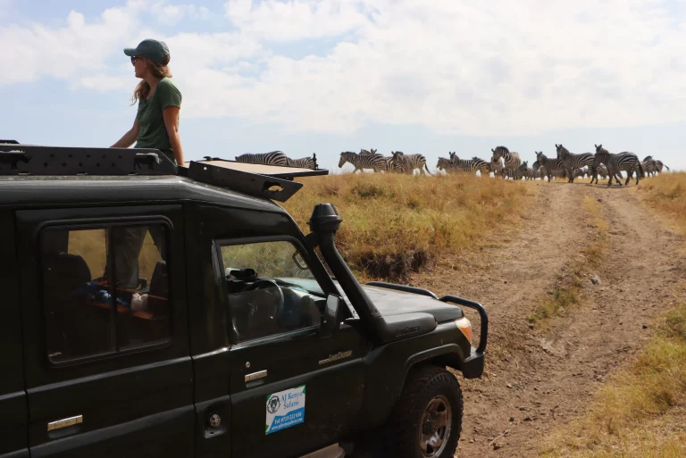 Family holiday tours-a tourist observing wildlife through a safari Landcruiser’s open top