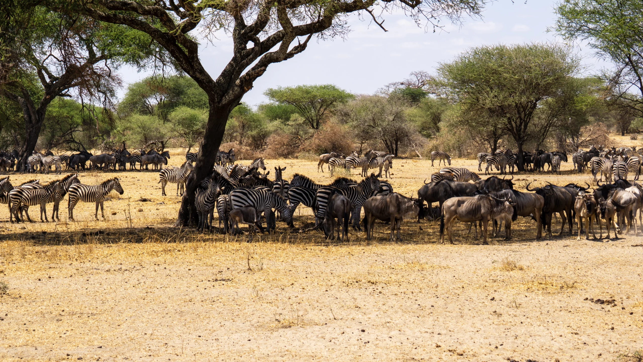 Serengeti national park wildlife