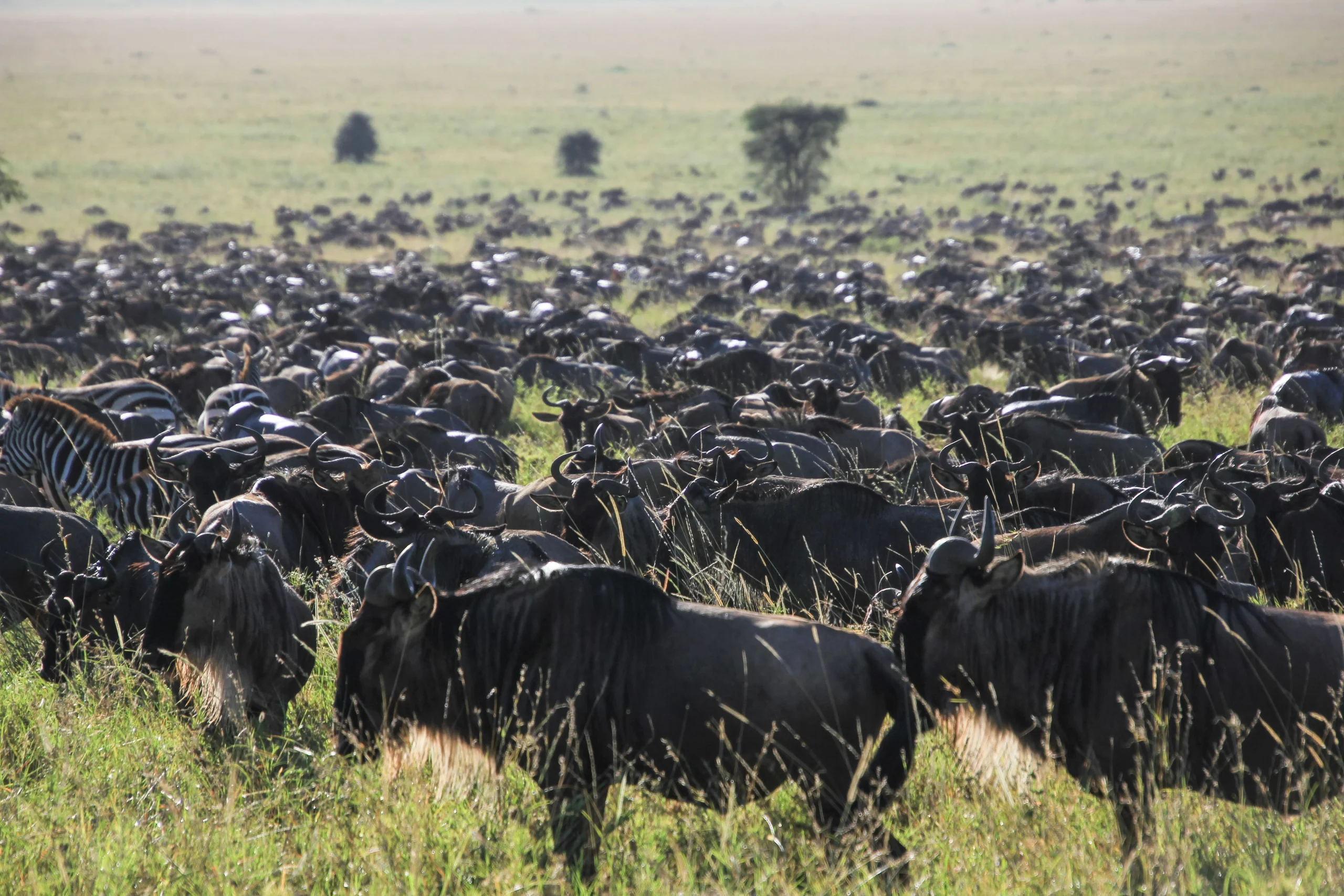 Wildebeests in Masai mara ecosystems