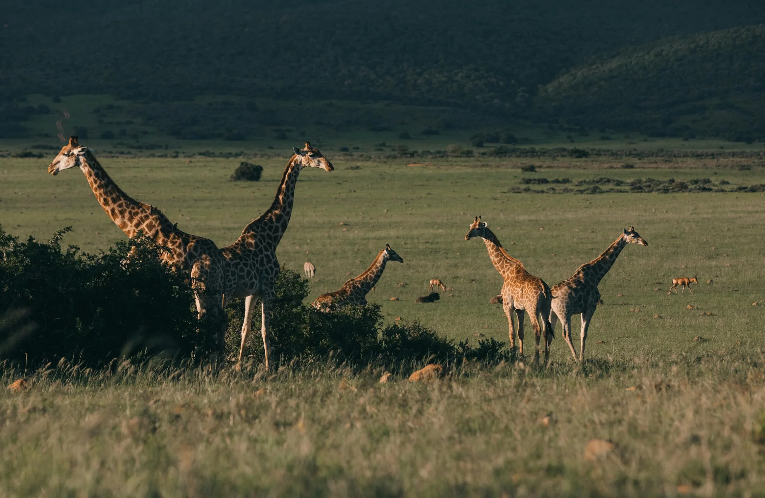 masai mara or serengeti