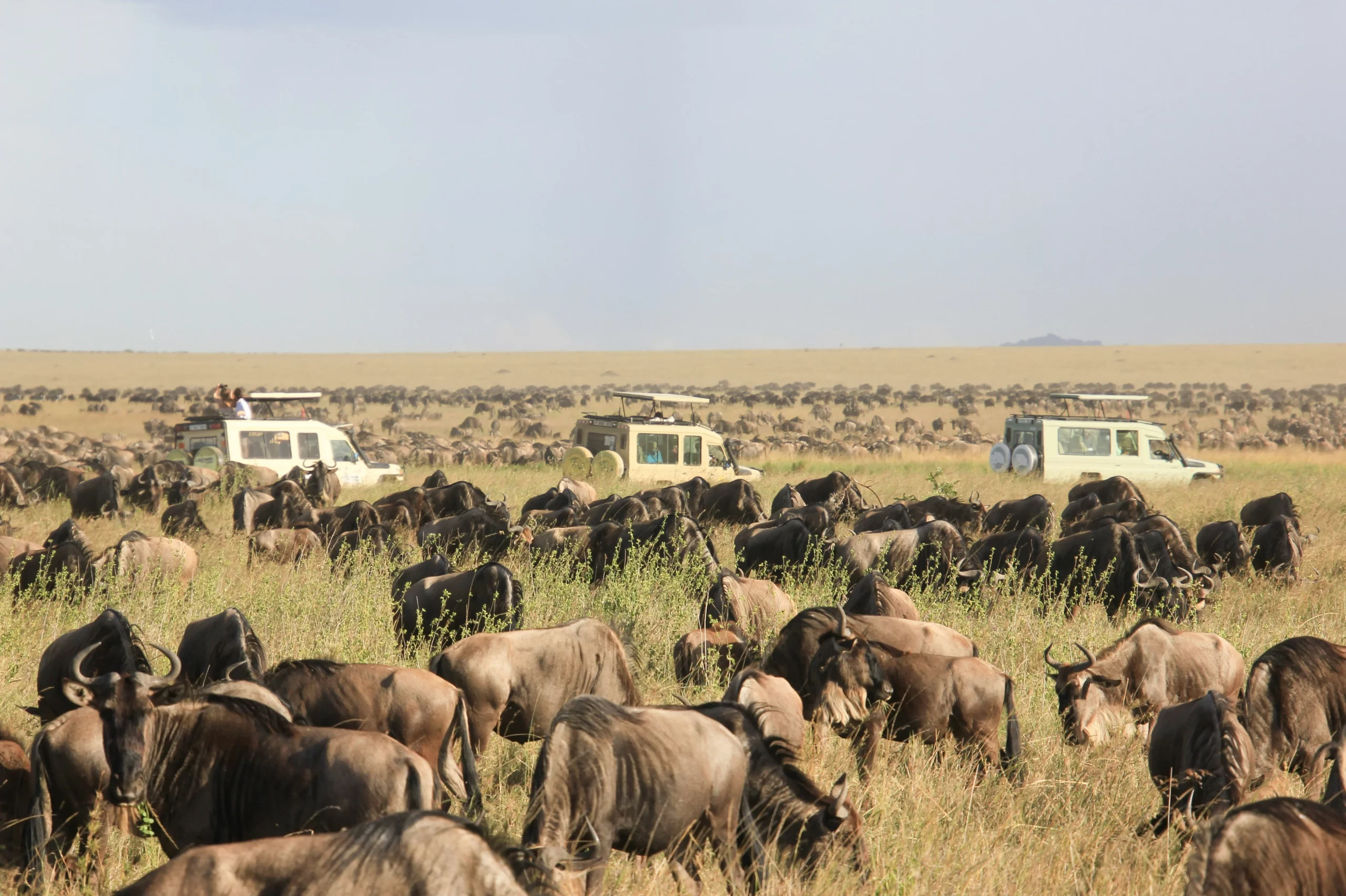 The Masai Mara and Serengeti Landscapes