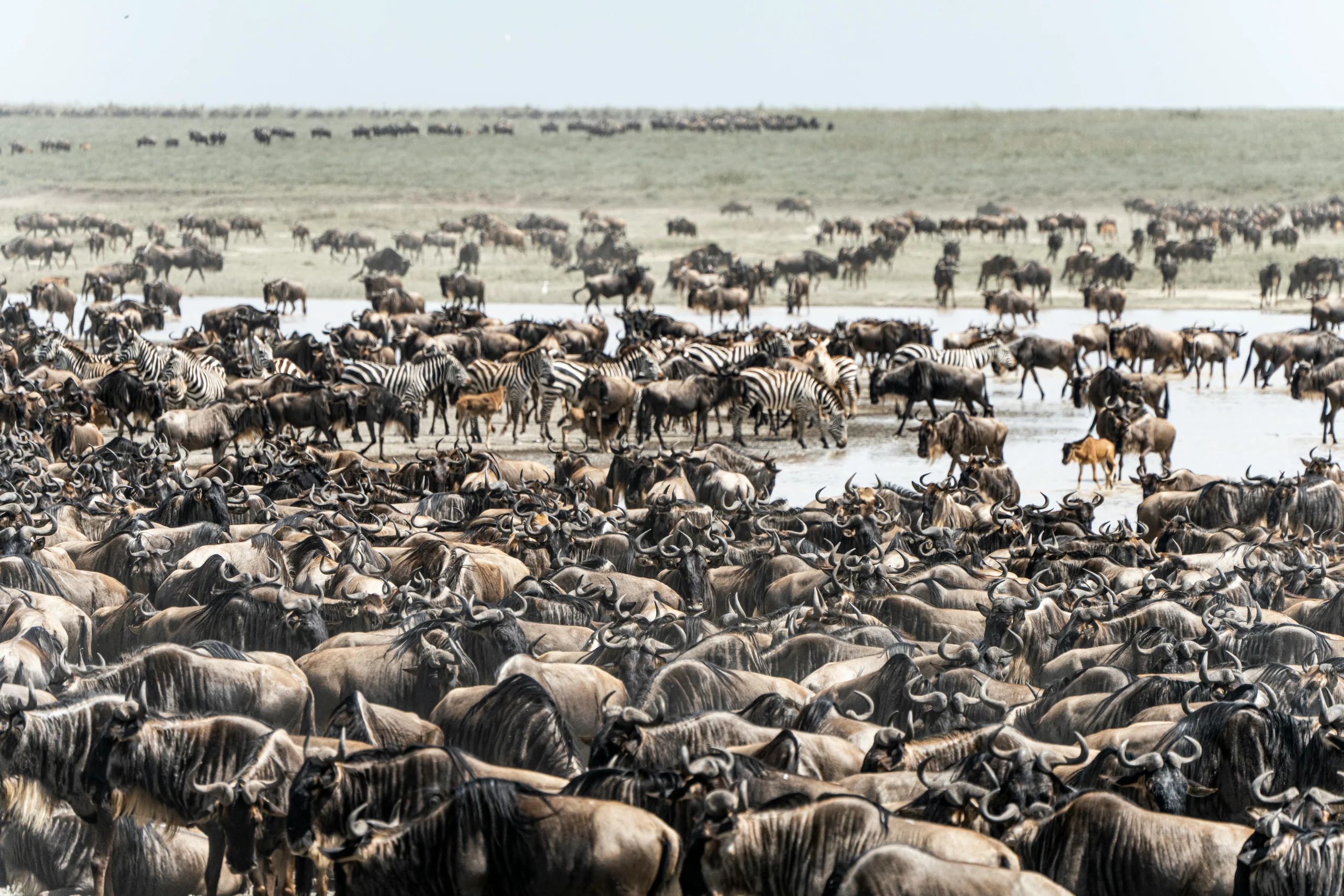 The Great wildebeest migration