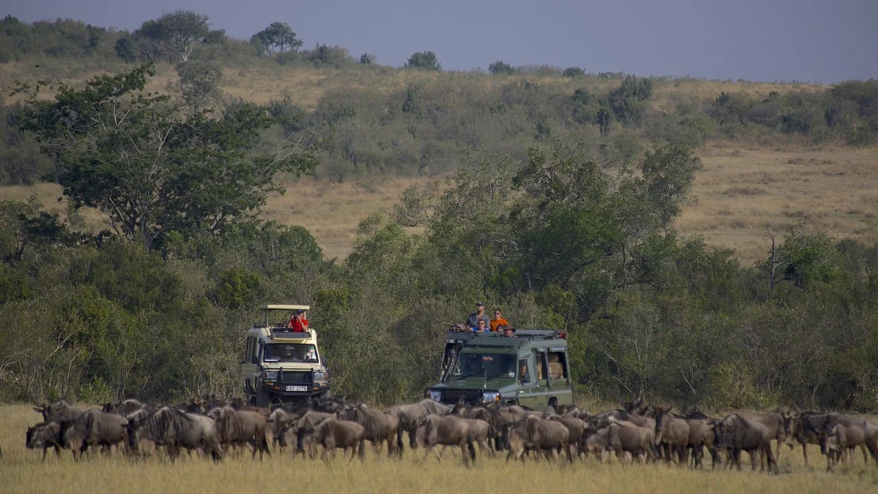 Tourists in Masai Mara