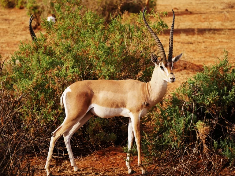 Wildlife in cape town- an impala photographed in the savanah