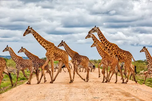 Safari tour from cape town- a tower of giraffes crossing a dirt road in the Mara