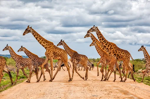 Kenya safari in August- a tower of giraffes crosing a dirt road