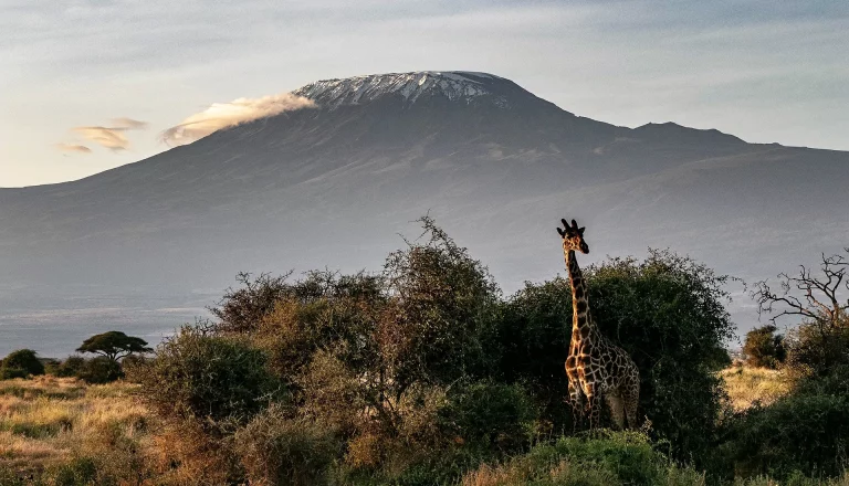 Where is hot in January- a giraffe grazing in amboseli with kilimanjaro at the background
