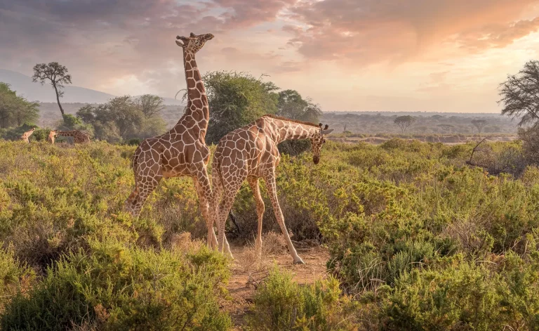 Wildlife reserve africa- giraffes grazing in the savannah at sunset