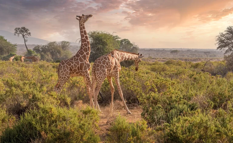 Group tours- giraffes in the savannah at sunset