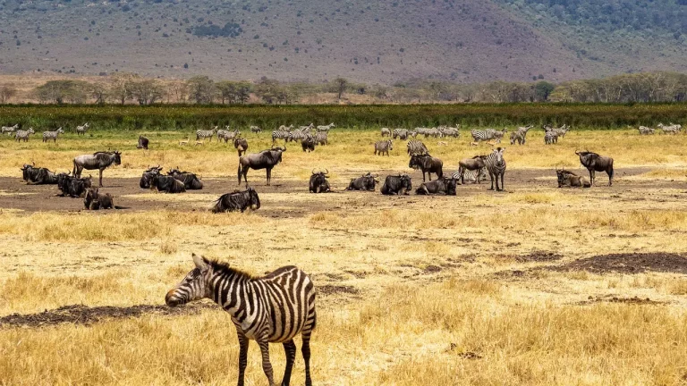 Masai mara kenya family safari holidays - 6 days Kenya safari tour. Zebras and Giraffes at Ngorongoro crater in Serengeti National Park, Tanzania.