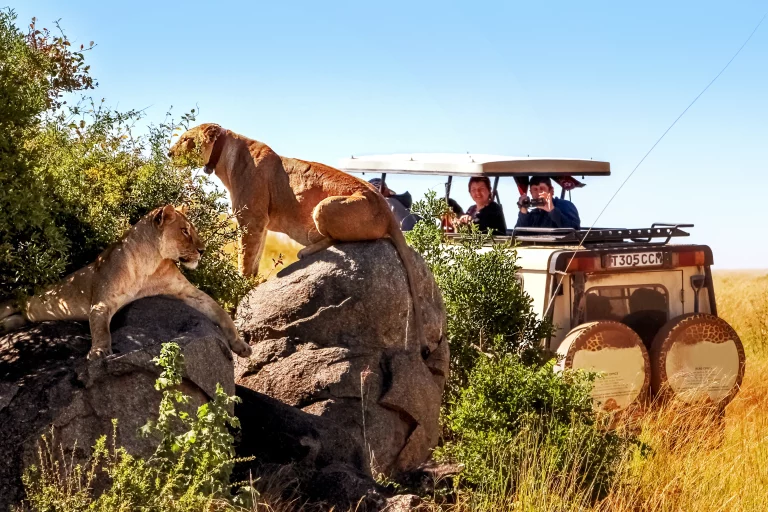 Overland trip- tourists on a game drive in the mara sight some lions sitting on a rock