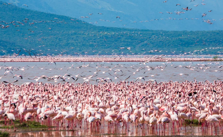 Overland Tours Africa- flamingos in the lake Nakuru