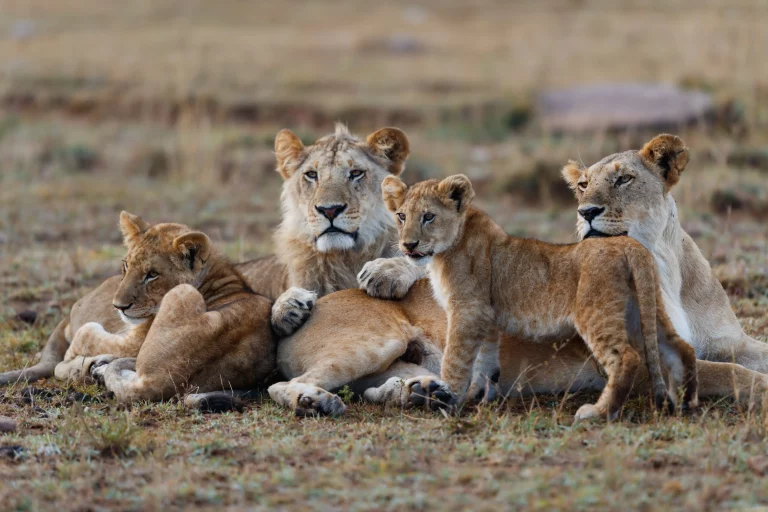 Safari lodges south africa- a pride of lions lazying around in the savannah