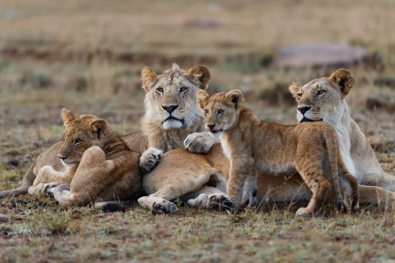 Our Best Selling, 5-Day Masai Mara Safari - GNU migration