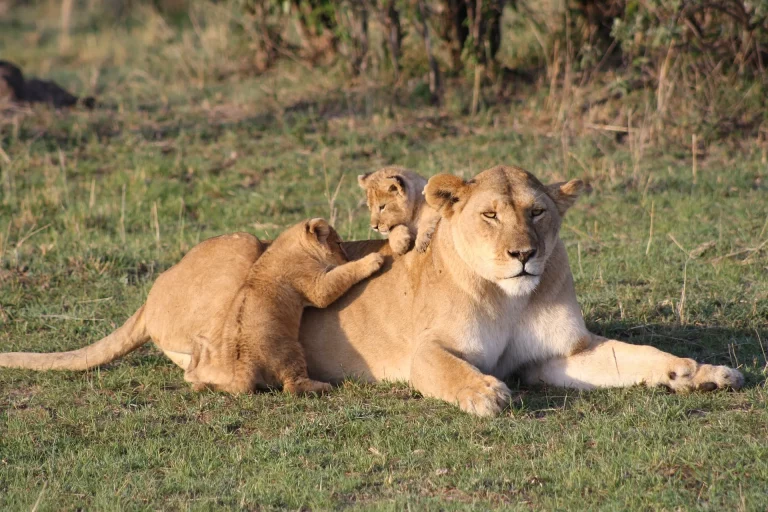 Kenya safari in august- mama lion and her cubs in the maa