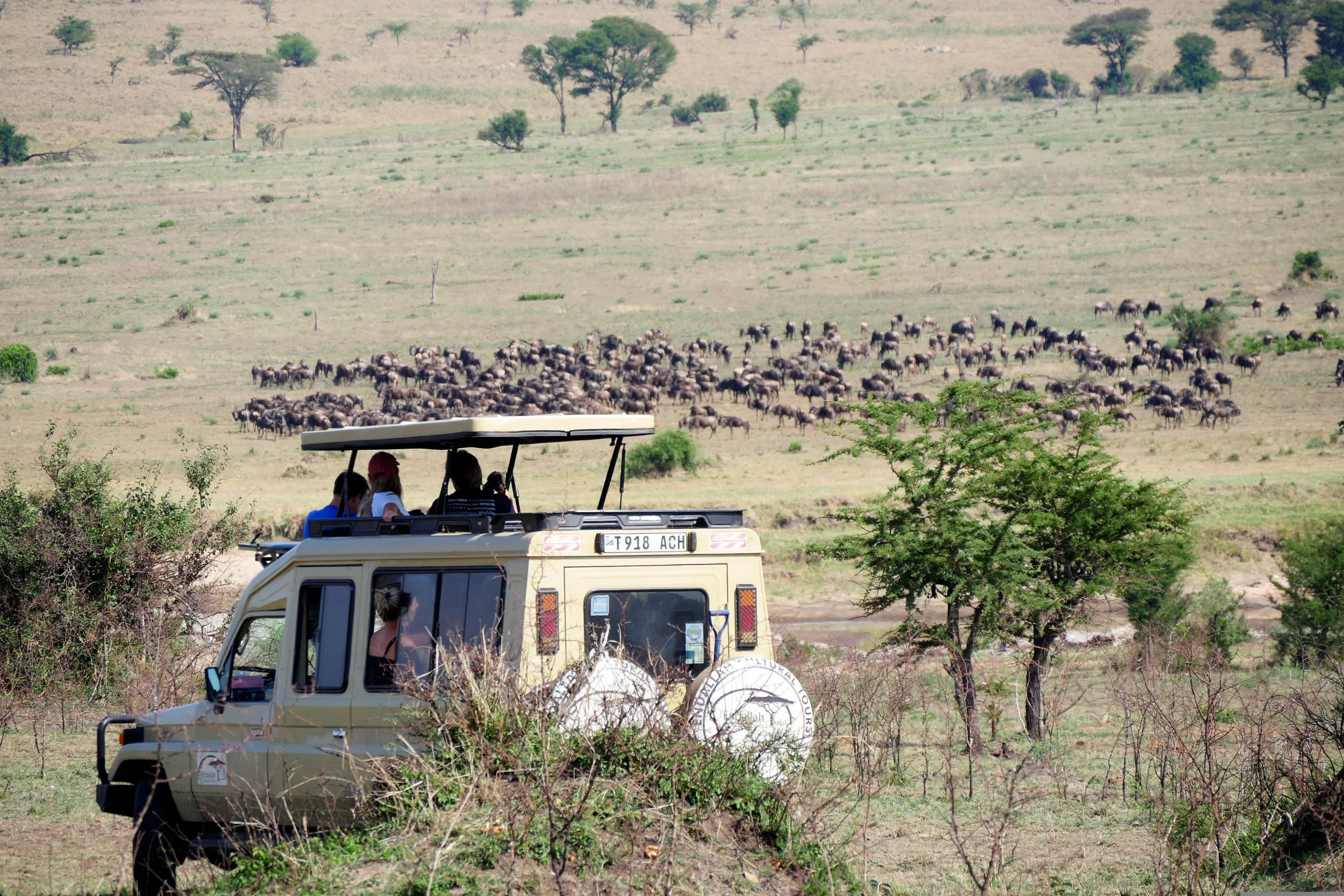 What are Safari Game Drives in Masai Mara, Kenya