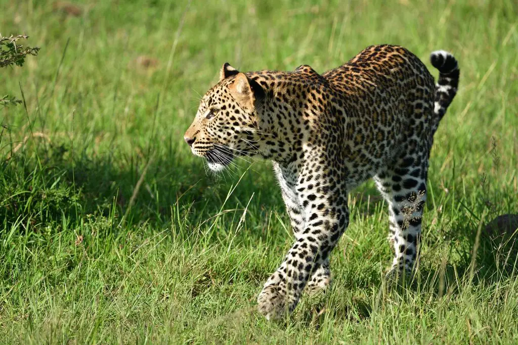 Luxury Kenya Safari Holidays From Uk 