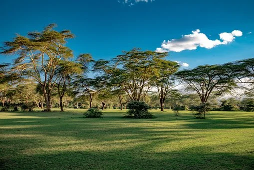 The Luxury, 5-Day, 4-Night L. Naivasha, L. Nakuru, & Masai Mara Safari