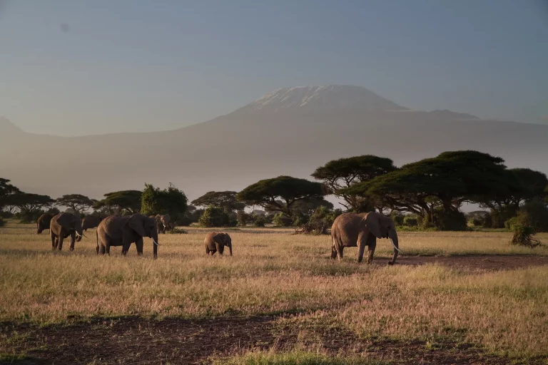 Kenya safari October- a herd of elephants photographed with Kilimanajaro on the