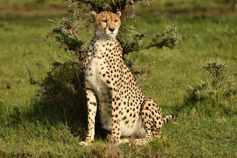 best time of year for safari- cheetah in the Mara savannah