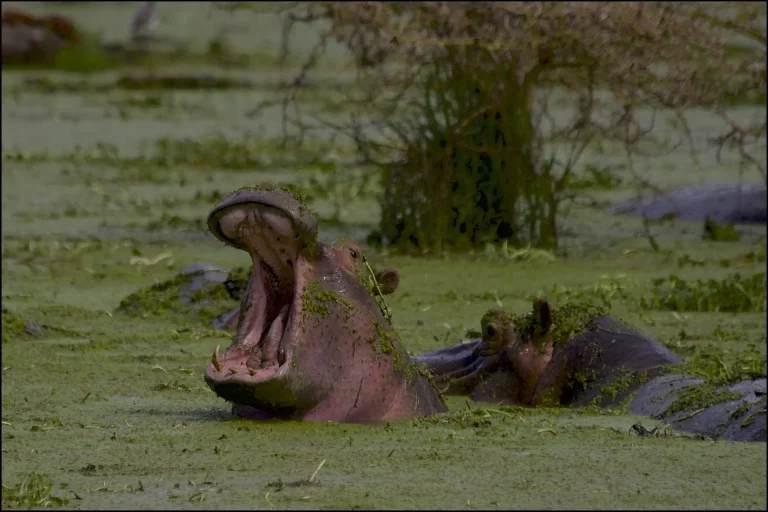 South africa all inclusive- hippos taking a swim in a swamp