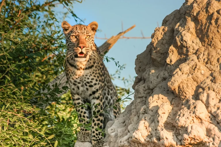 Africa photo- a cheetah standing behind a rock