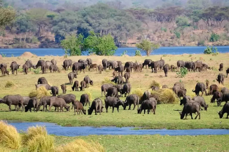 Safari lodges South Africa-wildlife grazing in the Tsavo