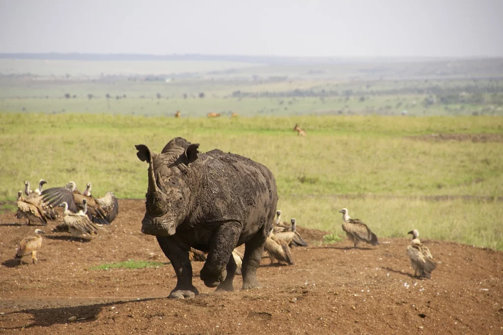 The Luxury, 4-Day, 3-Night Basecamp Masai Mara Safari