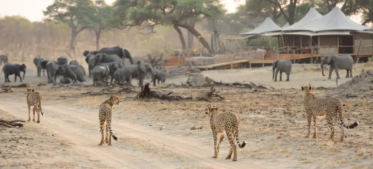 Holidays to south africa- four cheetahs preying on a nearby herd of elephants