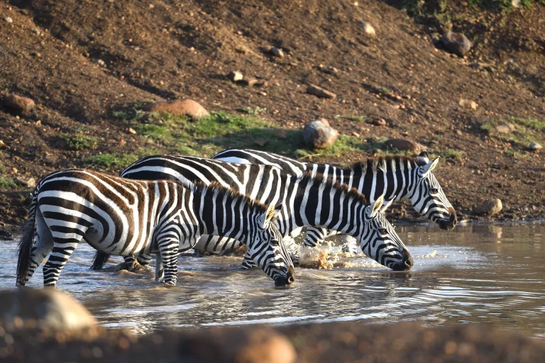 9 Days Kenya Luxury Safari package