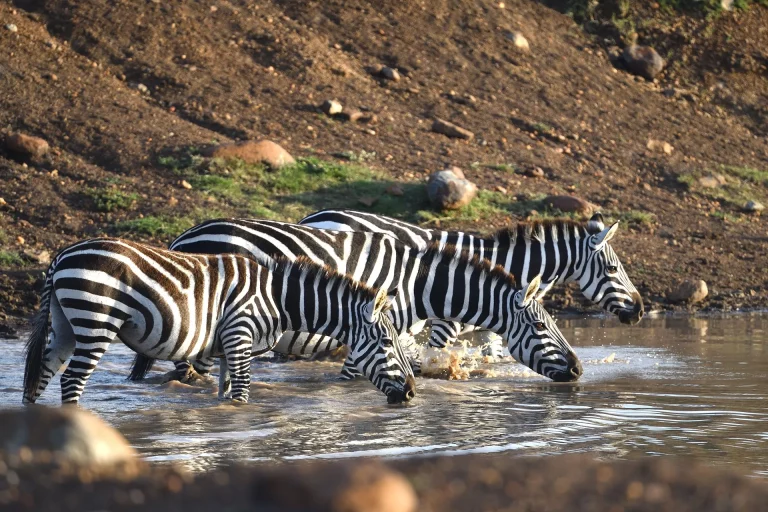 best time for safari- zebras drinking water from the mara river
