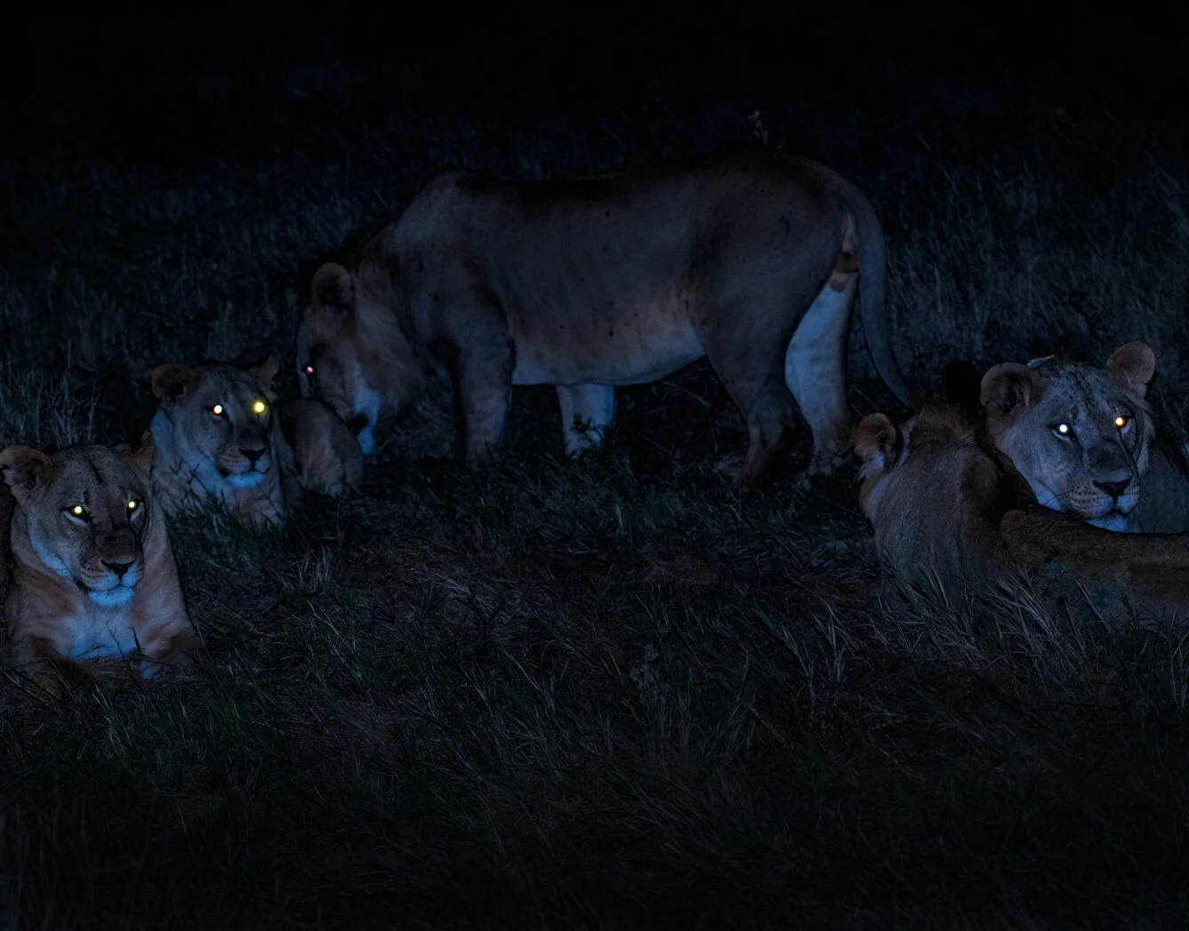 night game drives in masai mara