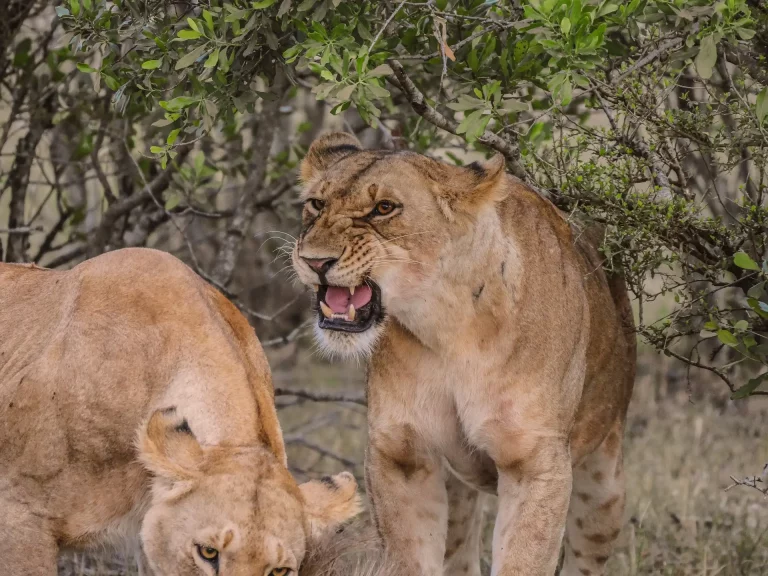 October in South Africa- two lions pictured in the Mara thickets