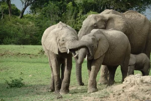 Facts about African Elephants in the famed wildlife reserve and in Kenya