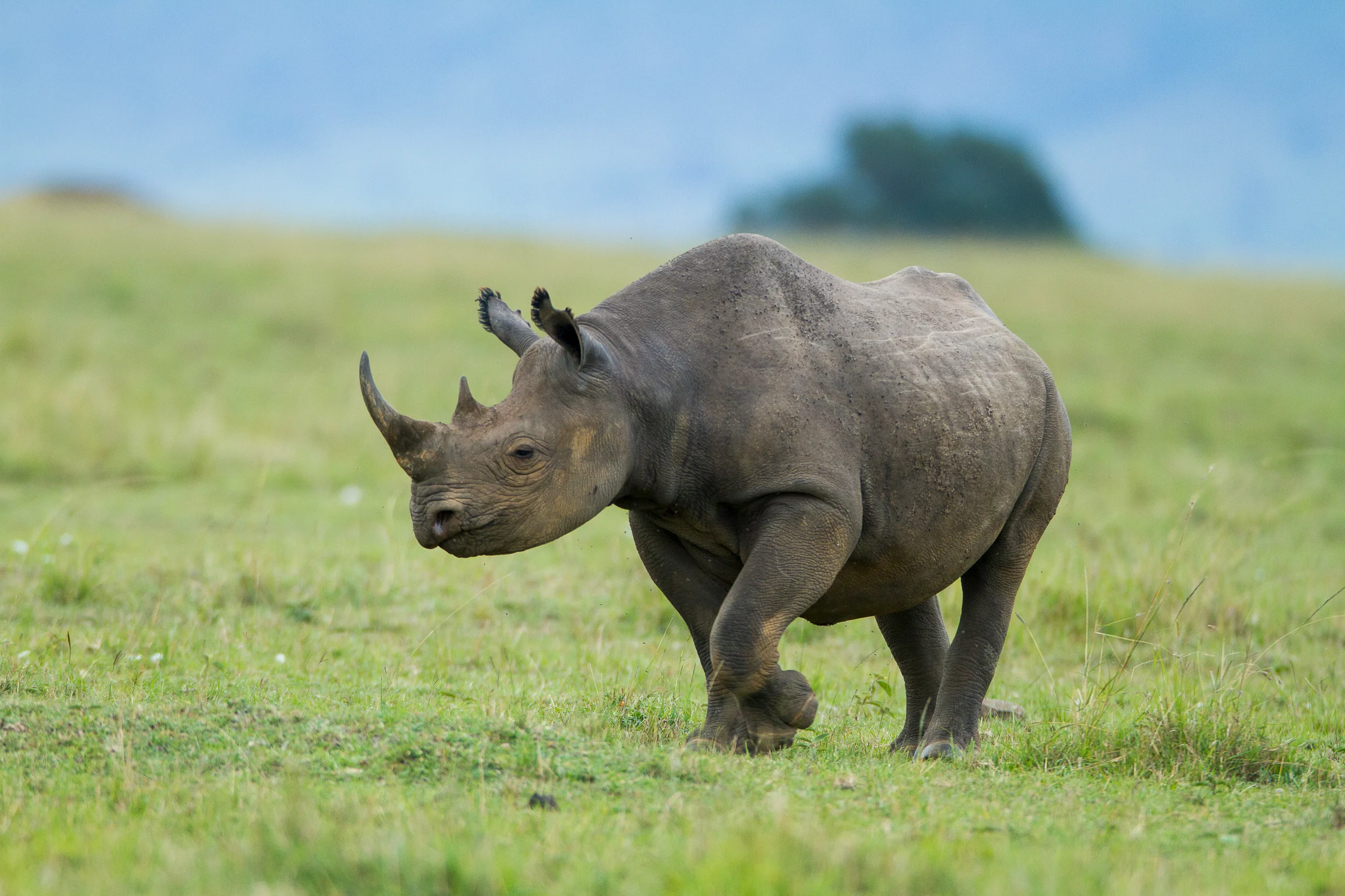 Facts about Rhinos in the famed wildlife reserve in Kenya