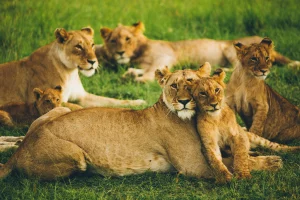 Facts about Lions in the famed wildlife reserve and in Kenya