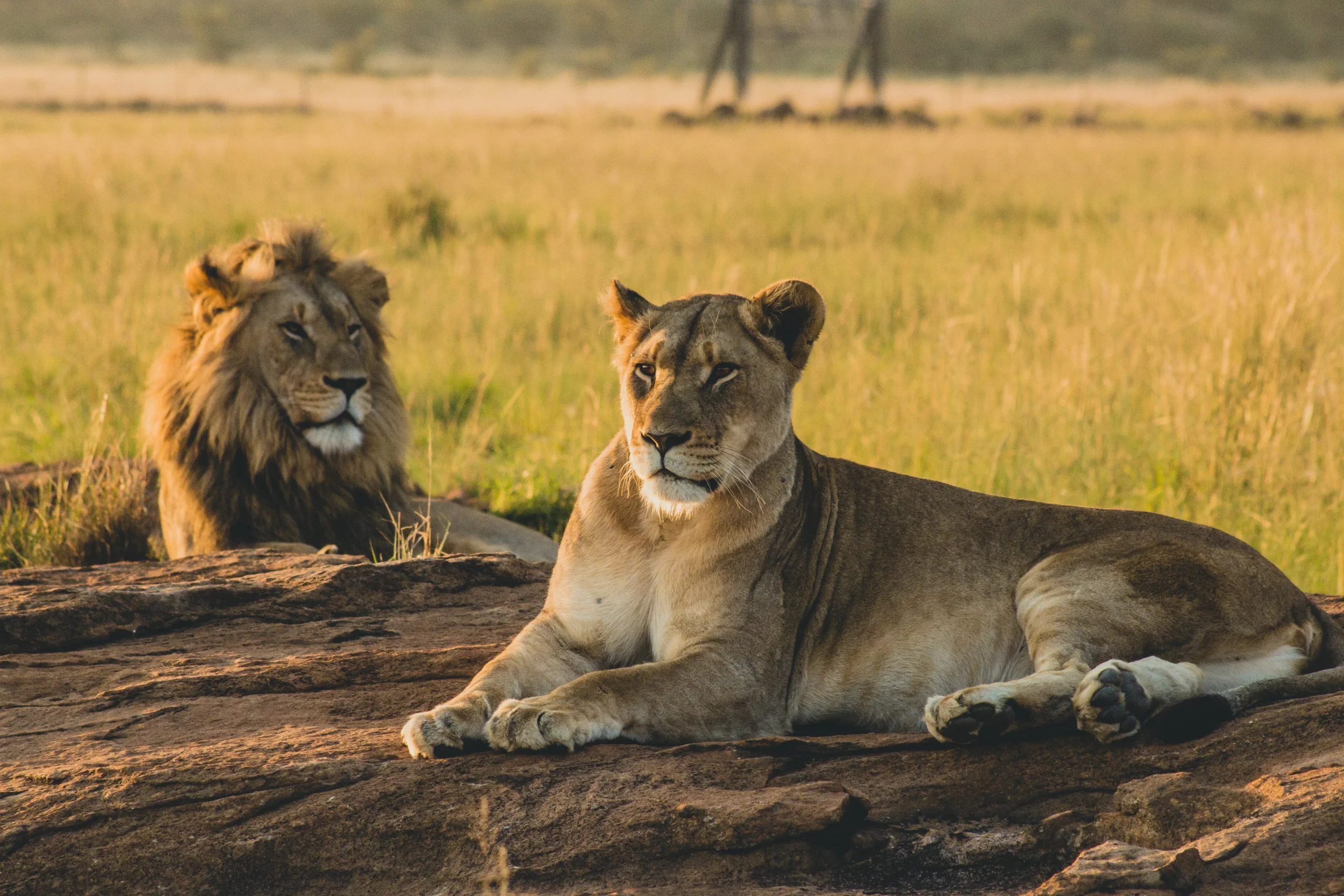 Male and Female Lions in masai mara