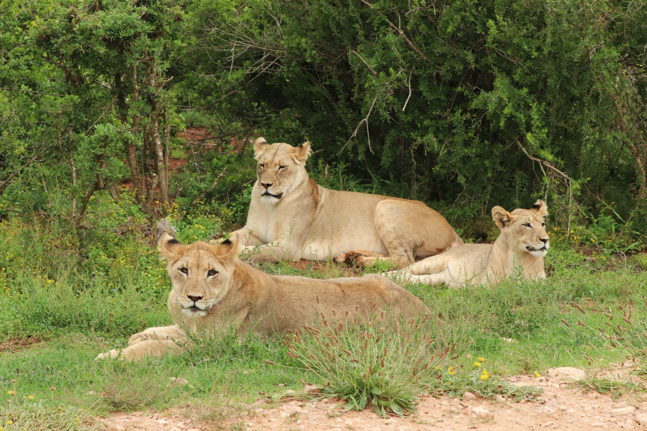 Female Lion prides