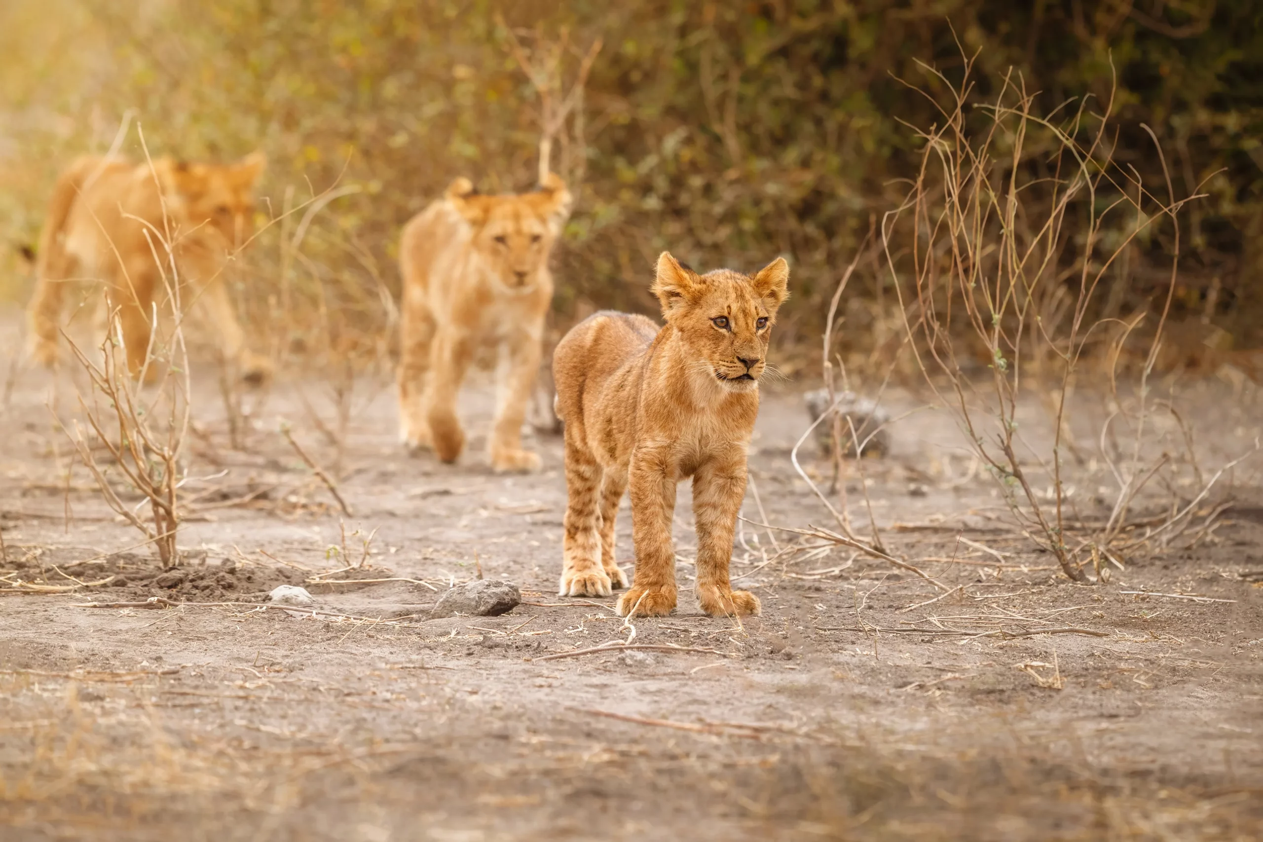 Lion Cubs in Masai mara national reserve