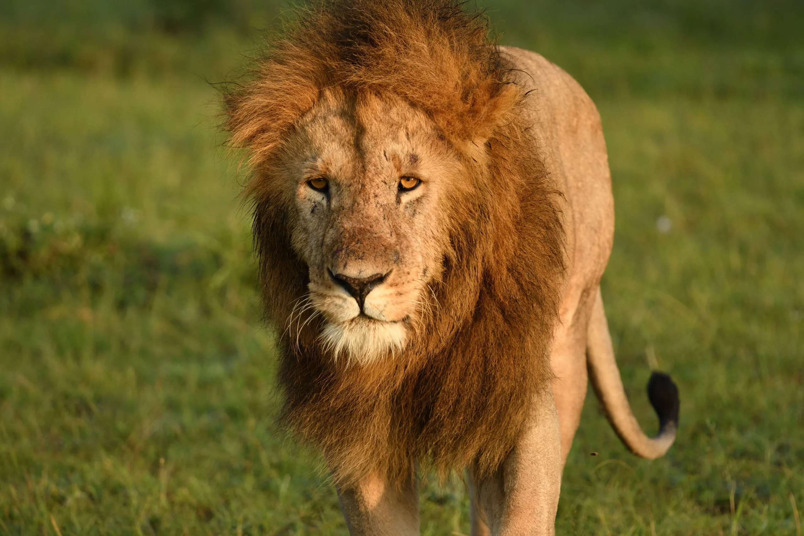 Majestic Male Lion In Masai Mara