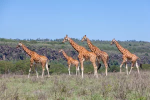 Facts about Masai Giraffe in the famed wildlife reserve and in Kenya