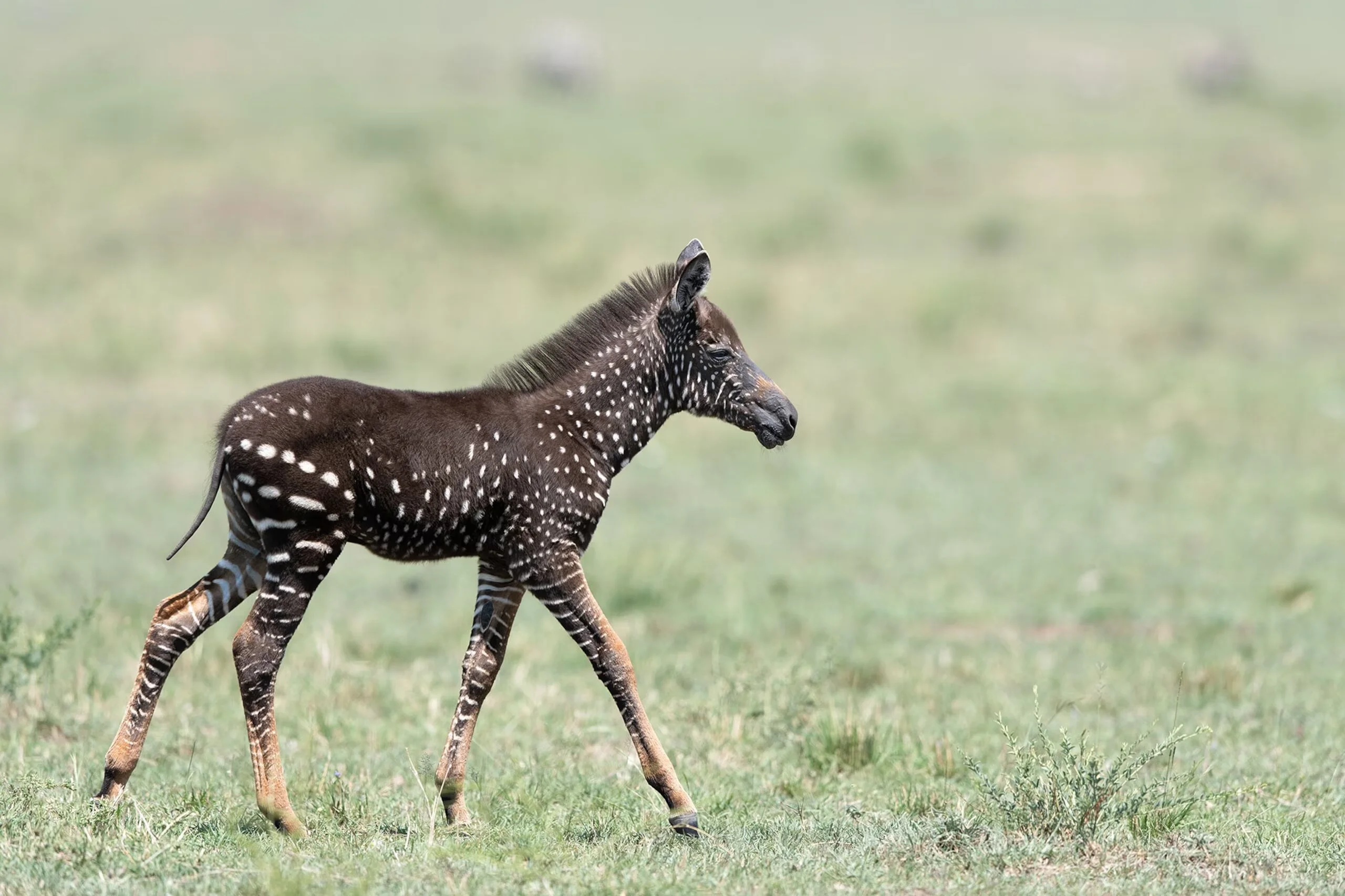 Rare Polka-Dot Zebra Foal Spotted In Masai Mara