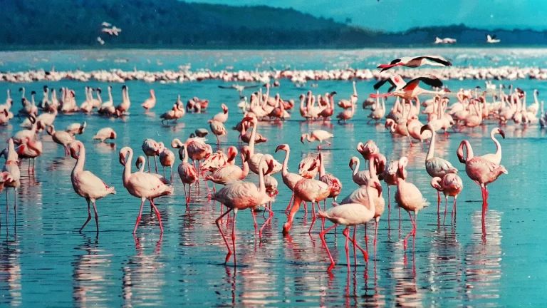 Safari tour from Cape town- flamingos in Lake Nakuru