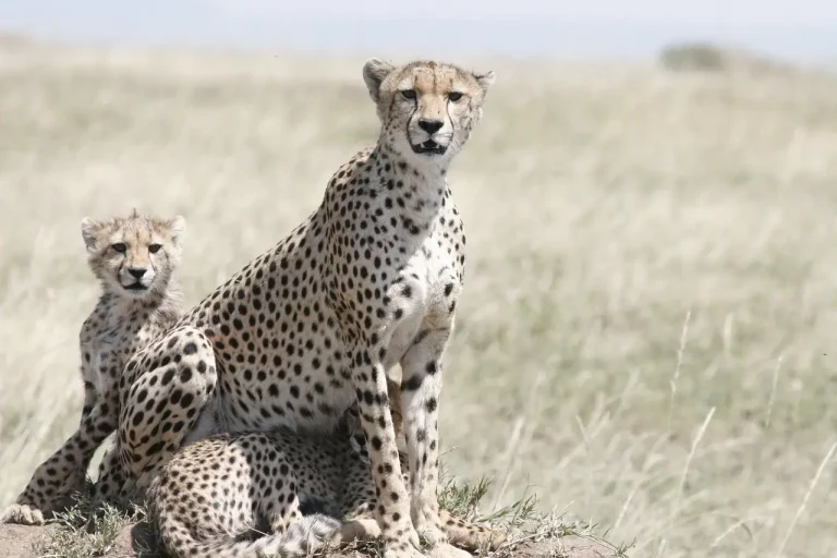 7-Days Safari to Kenya’s Most Breathtaking Destinations - Masai holiday packages. Serengeti migration safari