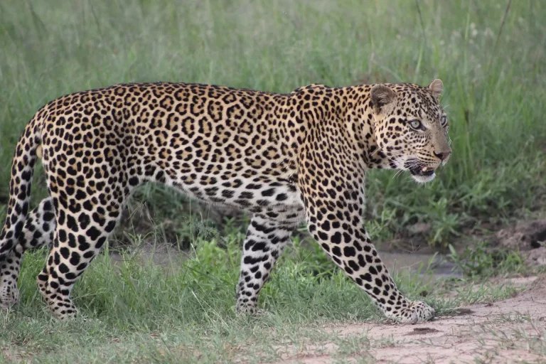 South Africa safari in October- a cheetah walking in the Mara savannah