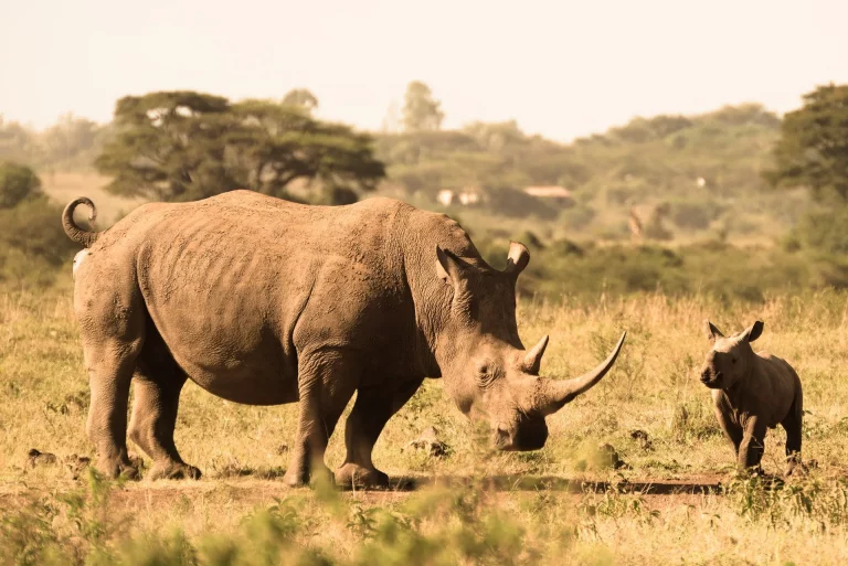 Single safari- a lone rhino grazing in the savannah