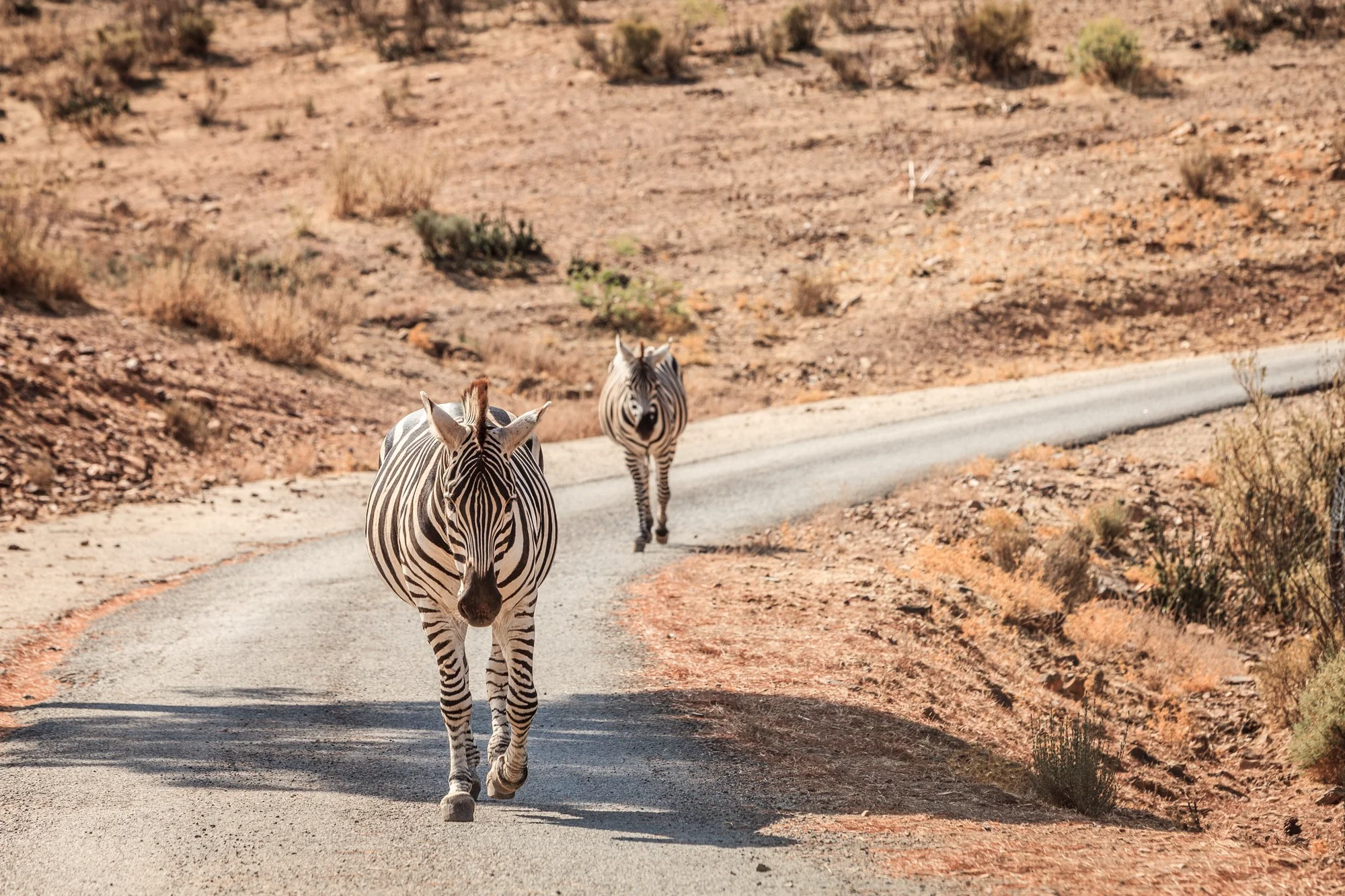 When to Visit Masai Mara